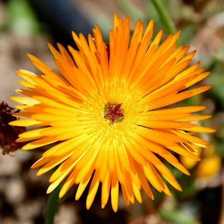 Chrysoula * Peyia